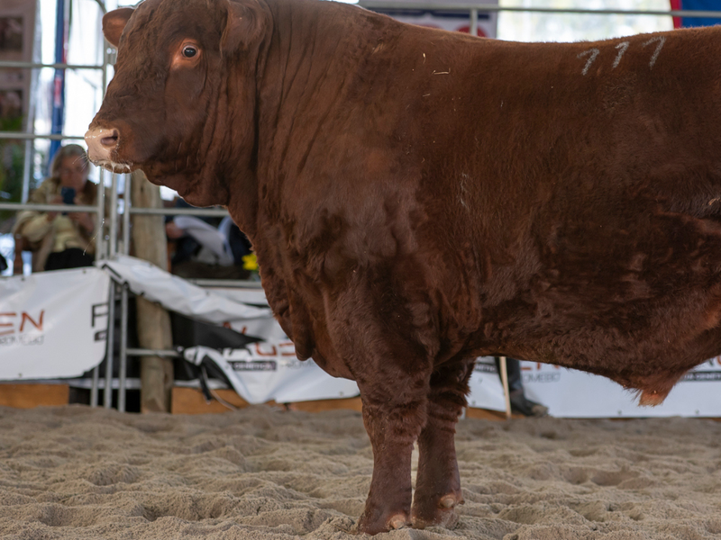 Raça Devon participa da 3ª Fenagen com animais do RS e SC