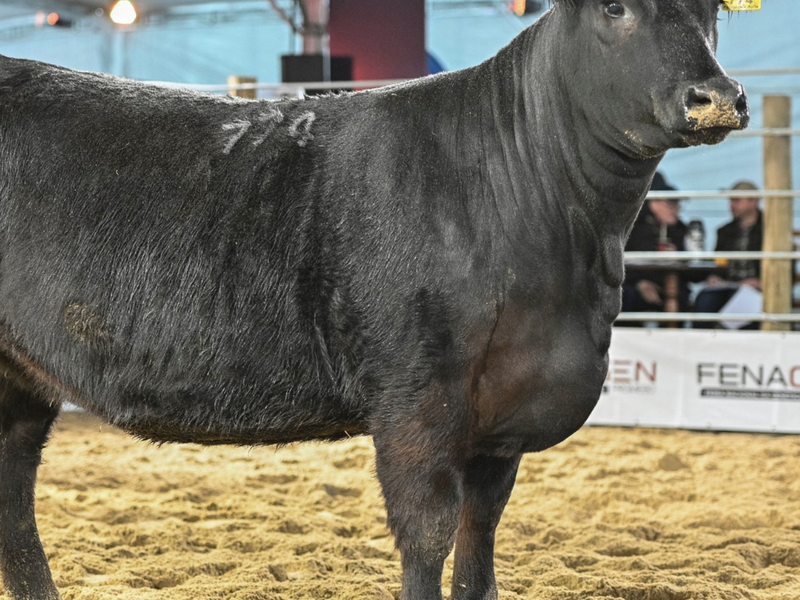 Angus e Ultrablack revelam grandes campeões no segundo dia da 3ª Fenagen