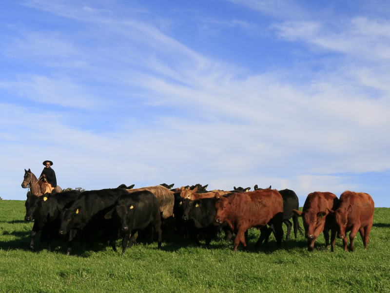 Embrapa realiza evento “Desafios da pecuária gaúcha: das prioridades do campo às respostas da pesquisa”