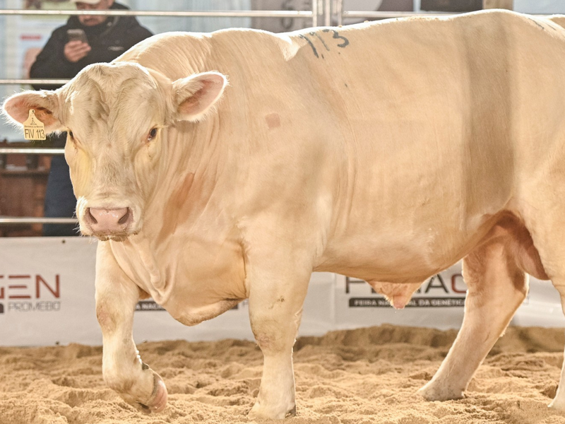 Charolês destaca genética e consagra Grandes Campeões na Fenagen