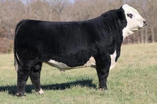 BLACK HEREFORD1