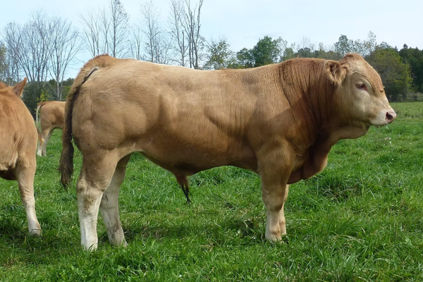 BLONDE D’AQUITAINE1