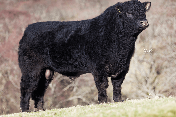 GALLOWAY1