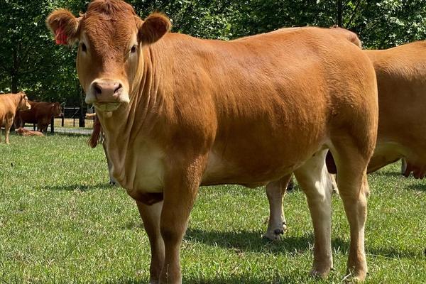Limousin2
