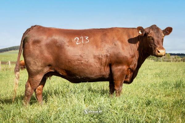 RED POLL1