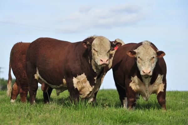hereford-4