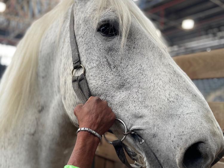 Percheron projeta aumento de registros de animais no país