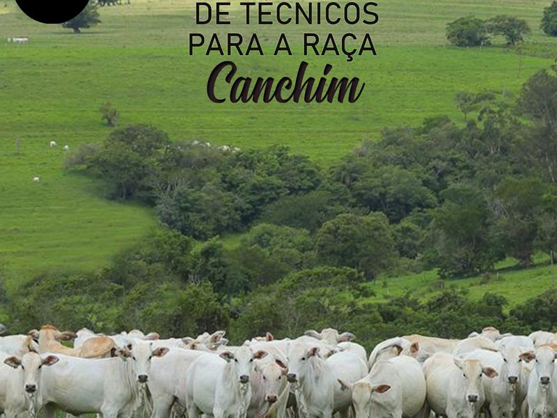 ANC abre Seleção para Técnicos da raça Canchim
