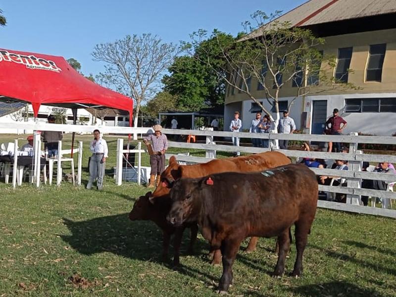 ANC participa de julgamento de animais na 82ª Expofeira de Arroio Grande