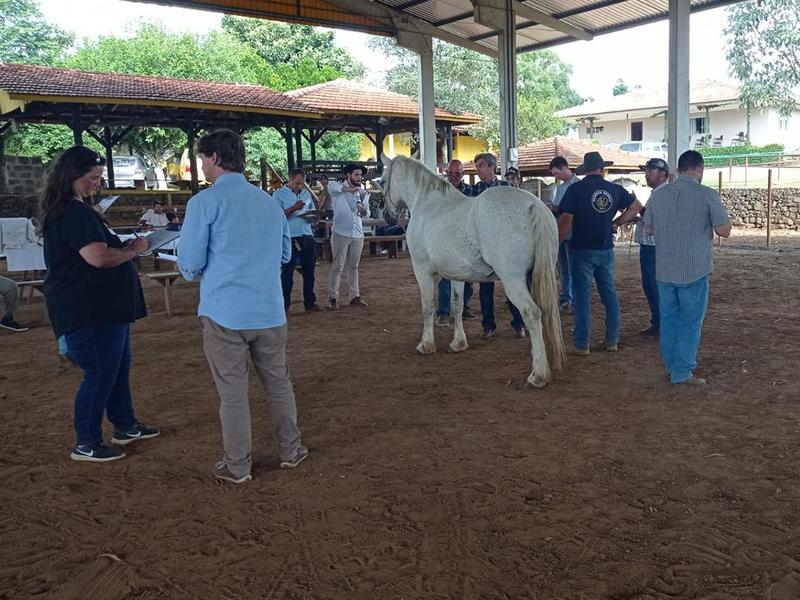 ANC define seis novos técnicos para a raça Percheron
