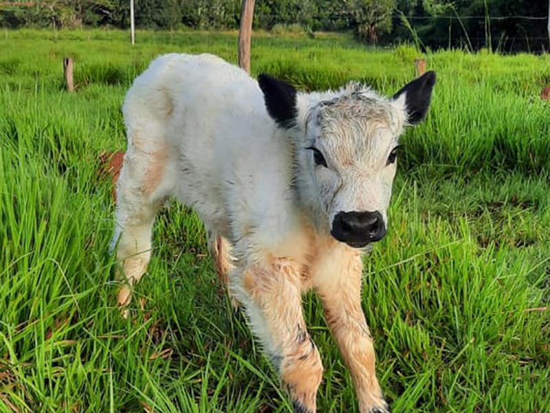Brasil tem primeiros nascimentos de animais da raça Speckle Park