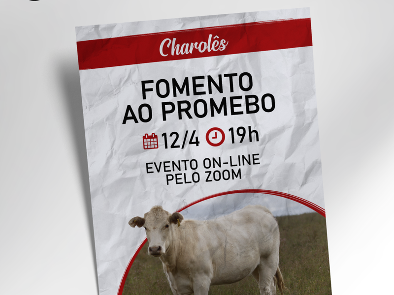 ANC promove o fomento do Promebo na raça Charolês