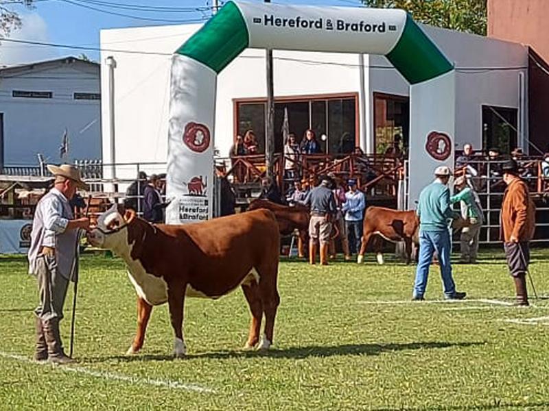 ANC participa da Exposição Nacional de Hereford e Braford 2022