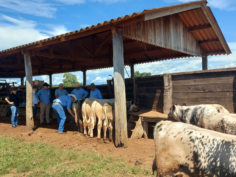 Raça Speckle Park tem novo técnico em Goiás