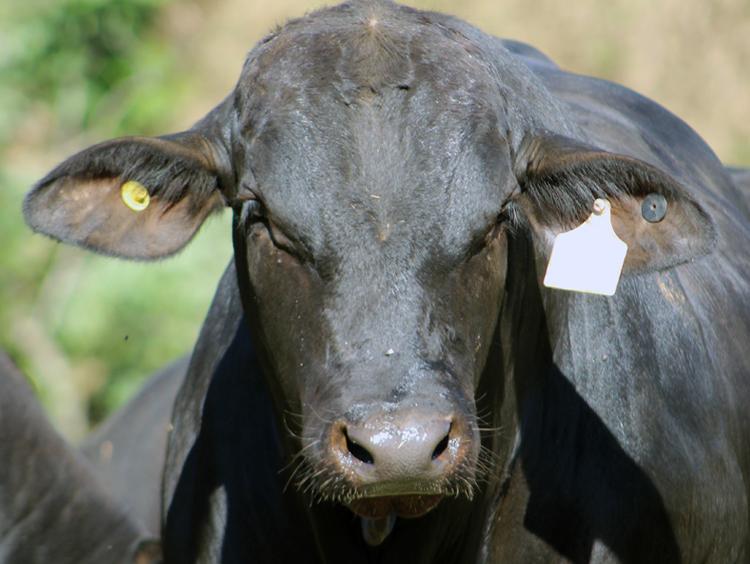 Promebo e Embrapa conduzem projeto de genômica da raça Brangus