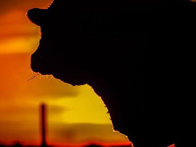 Animais devem apresentar avaliação genética para participarem da Fenagen Promebo