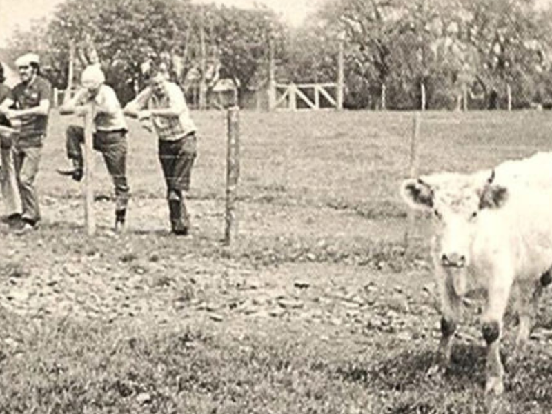 Promebo completa 50 anos de seleção genética no campo