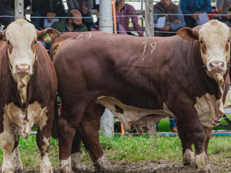 Organização intensifica construção da programação da Fenagen