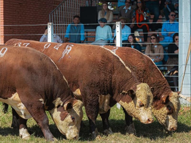 Raças Hereford e Braford estarão presentes na primeira Fenagen em Pelotas