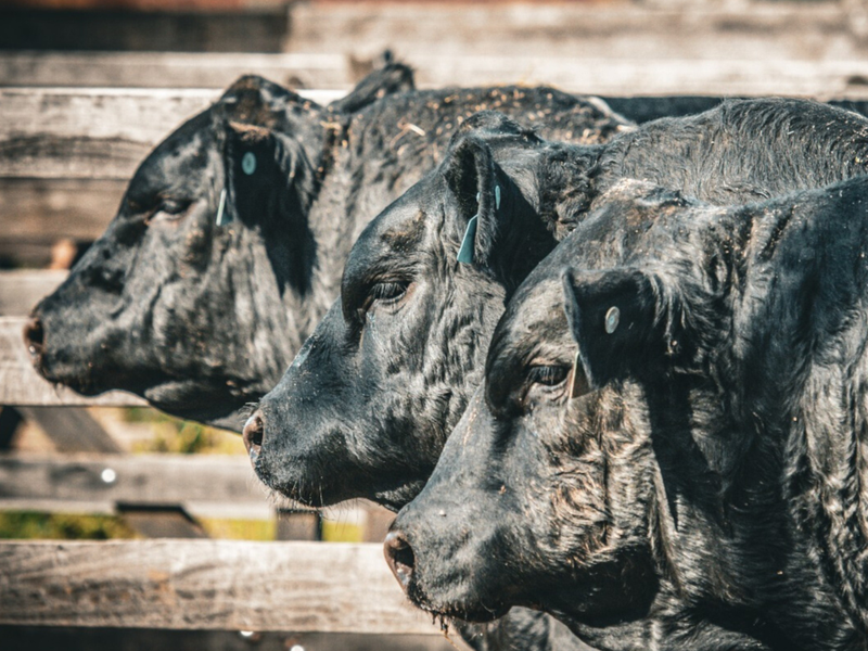 Primeira Fenagen contará com 145 animais de elite de seis raças