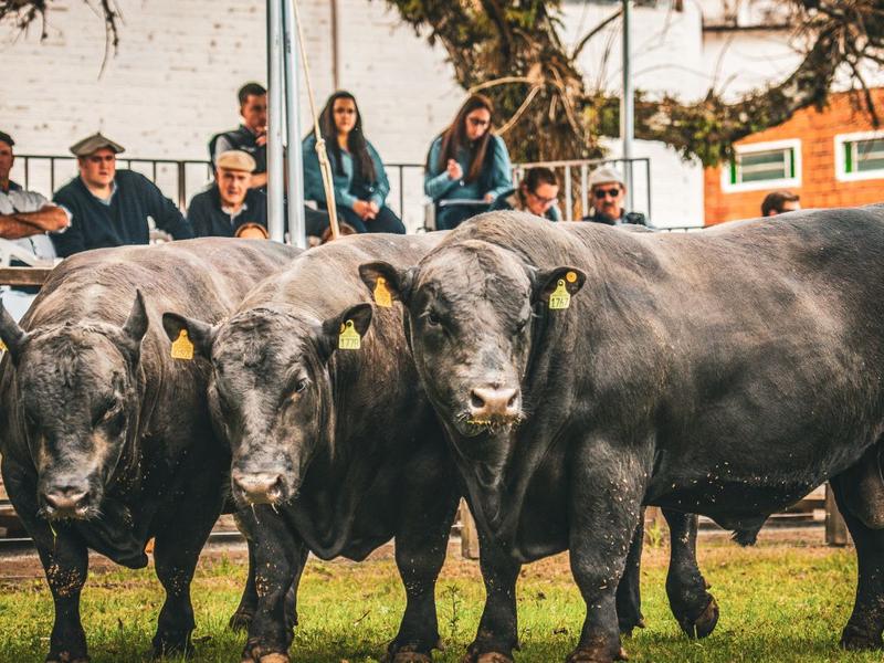 Fenagen terá julgamento inédito com participação de animais da raça Angus
