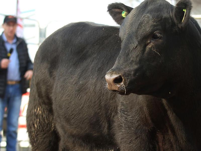 Raça Angus estreia pista de julgamentos da primeira Fenagen com qualidade