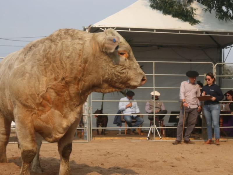 Charolês entra em pista na 1ª Fenagen e elege melhores exemplares da raça na Feira