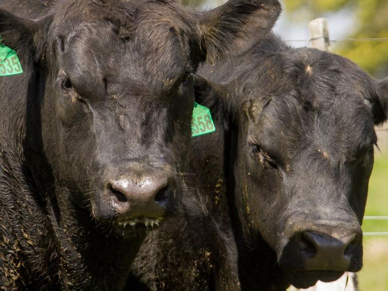 Índices auxiliam criadores na tomada de decisão de compras na Temporada de Primavera