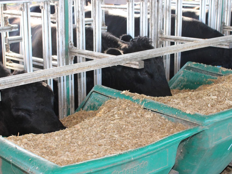 Publicadas novas DEPs de eficiência alimentar para touros Angus