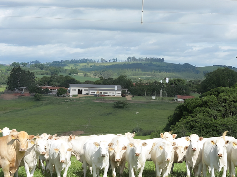 Registro de rebanhos pela ANC cresce mais de 40% em 2024