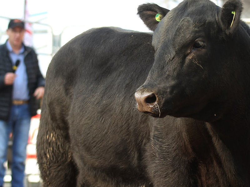Programação da 2ª Fenagen Promebo vai contar com palestras e julgamento de animais