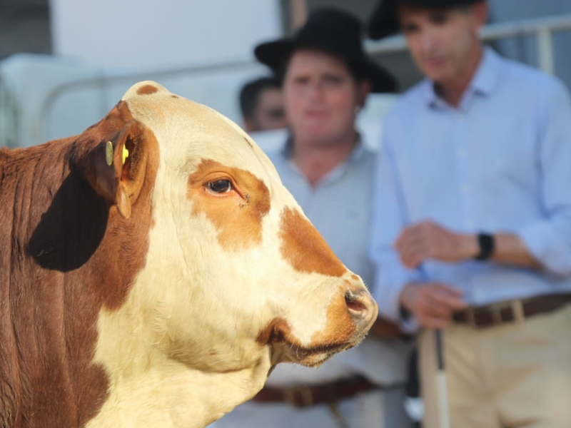 Fenagen 2025 terá novidade no critério de julgamento das raças