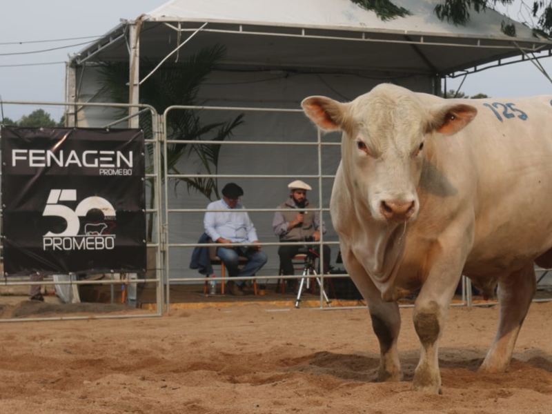 Fenagen Promebo registra 40% de aumento no número de inscrições