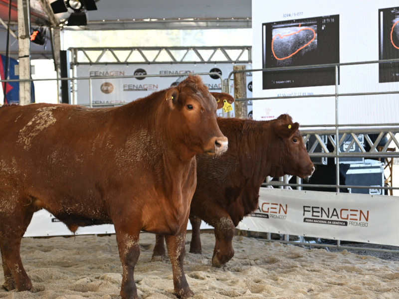 Fenagen Promebo abre com foco em seleção genética e futuro da carne gaúcha