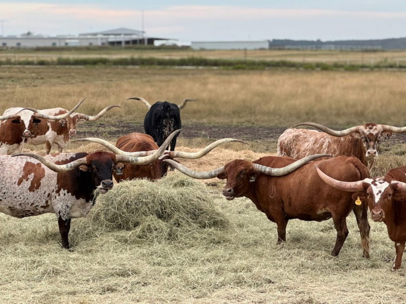 Texas Longhorn registra crescimento de 360% e consolida expansão no Brasil