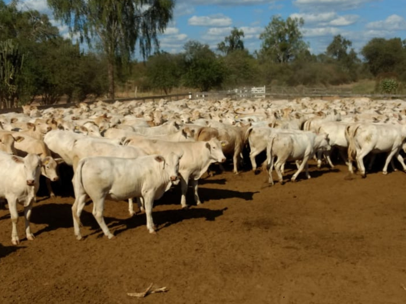 Cruzamento de raças leiteiras com Canchim ganha selo para identificação no mercado