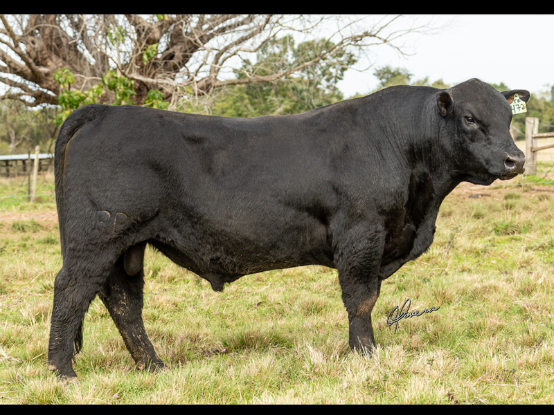 Tólio’s Farm e RPK Genética conquistam prêmios nacionais na Angus