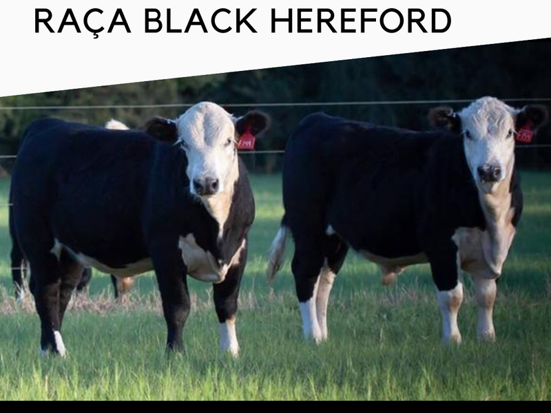 Raça Black Hereford