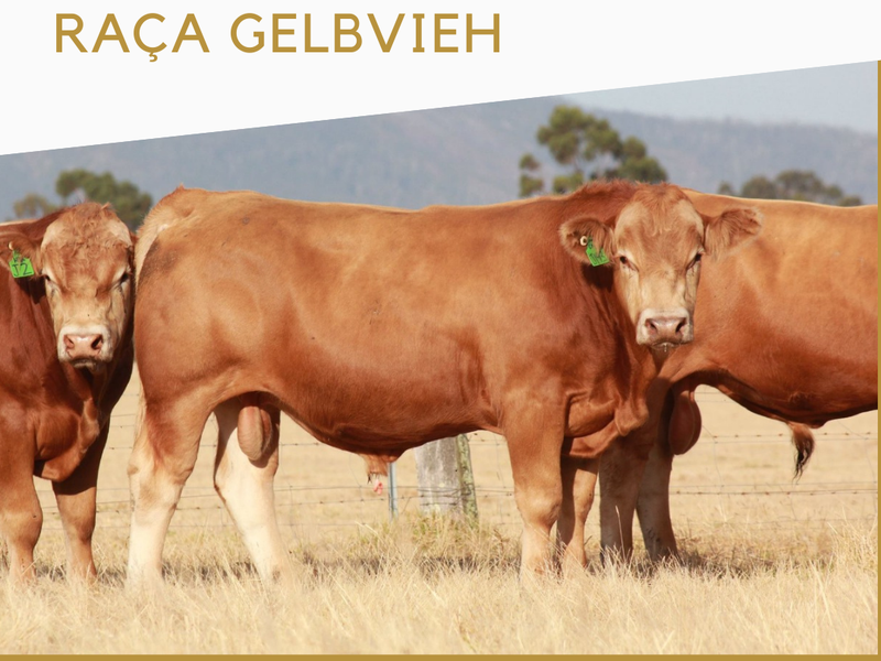 Raça Gelbvieh
