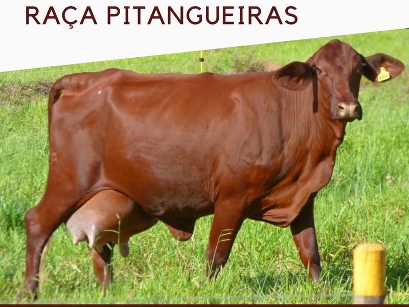 Raça Pitangueiras