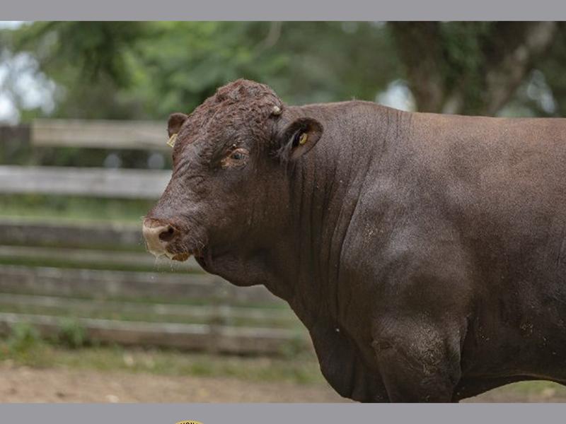 Destaques no Teste de Eficiência Alimentar da Devon são usuários do Promebo