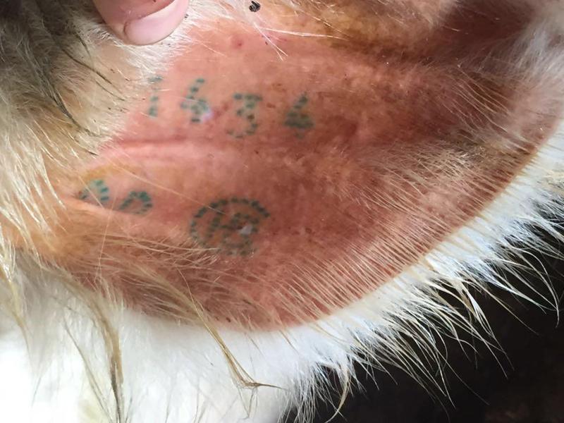 ANC altera regras para uso do selo HBC em prol do bem-estar animal
