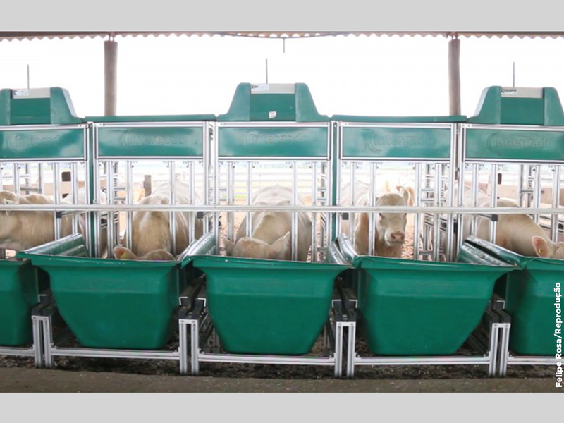 Usuários do Promebo vencem Provas de Avaliação a Campo e de Eficiência Alimentar da raça Charolês