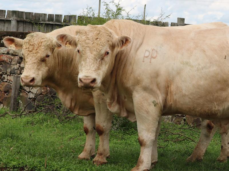 ANC e Charolês selecionam novos técnicos