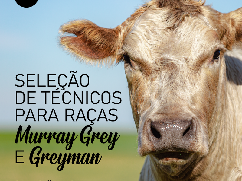 ANC seleciona inspetores para raças Murray Grey e Greyman