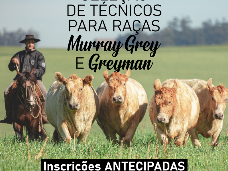 ANC antecipa seleção de inspetores técnicos das raças Murray Grey e Greyman