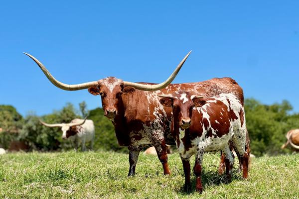 texas-longhorn-2